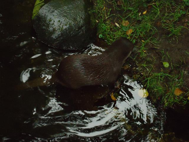 Damenfahrt Otterzentrum 020.jpg